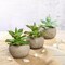 Green 3 Assorted 5" Faux Home Garden Aloe Succulent Plants Round Pots